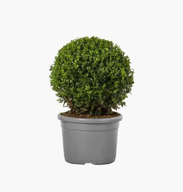 product-image-4_optimized Faucibus Interdum