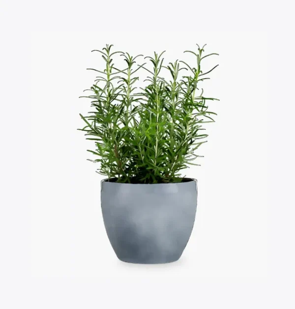 product-image-5_optimized Faucibus Interdum